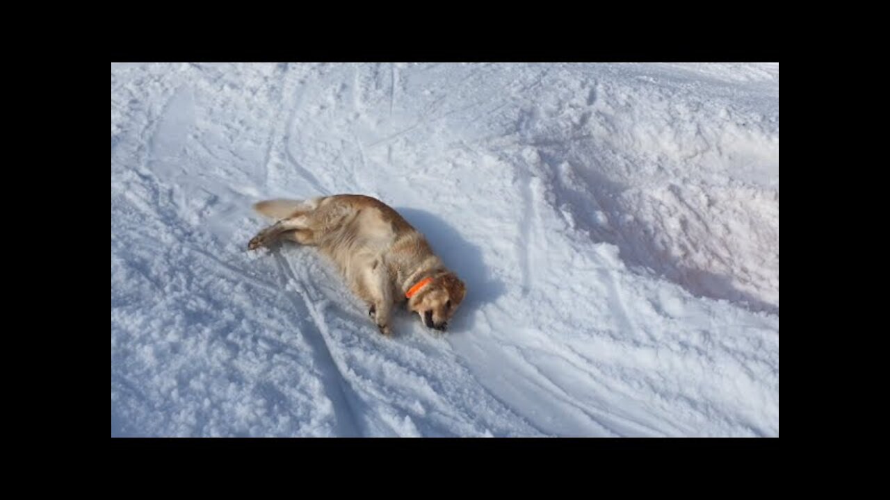 Dog Sliding Down A Snowy Hill