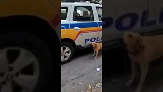 Cachorro protege o dono da Polícia