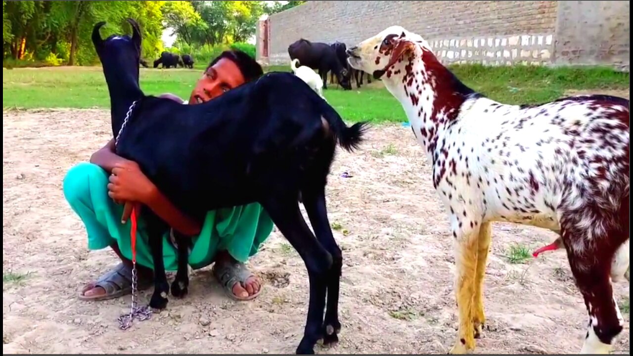 goat village very funny video