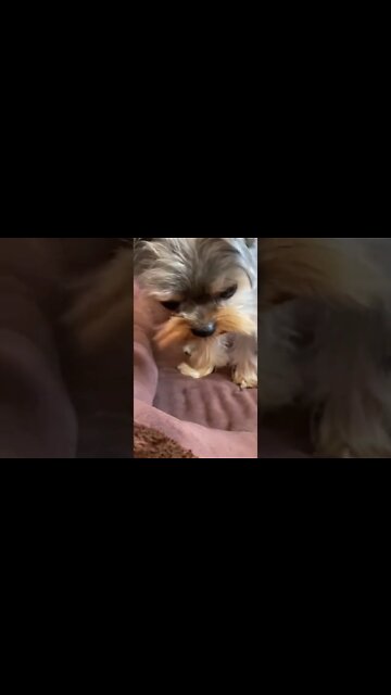 1Min Animal World #dogs #cats #pet