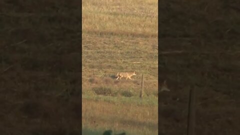 Guess it's time for some predator management #deer #deerhunting #shorts