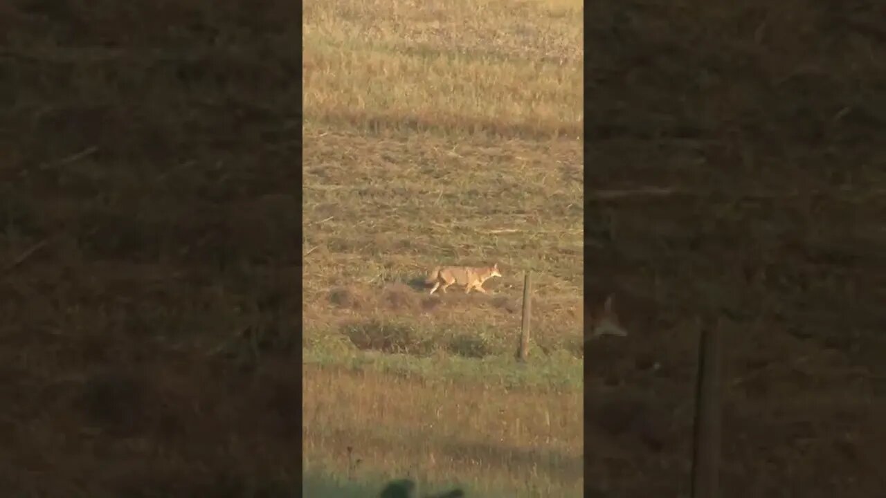 Guess it's time for some predator management #deer #deerhunting #shorts