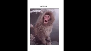 os macacos engracados #shorts