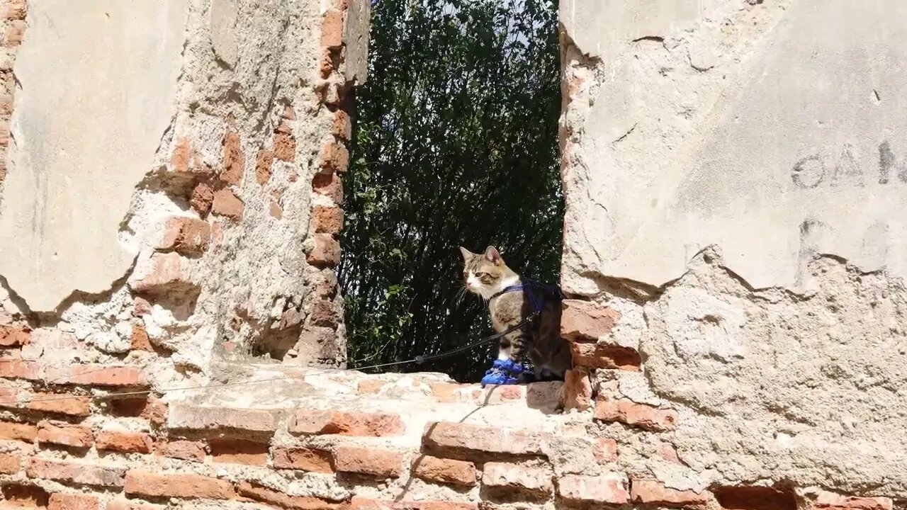 Puss in Boots Looks out through the Widow