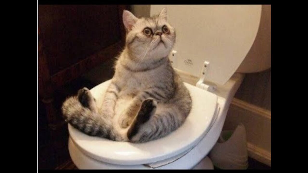 Funny Animals
