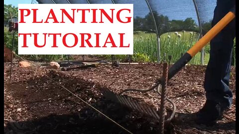 Bush Bean Grid System Planting Tutorial - You Asked and We Answered