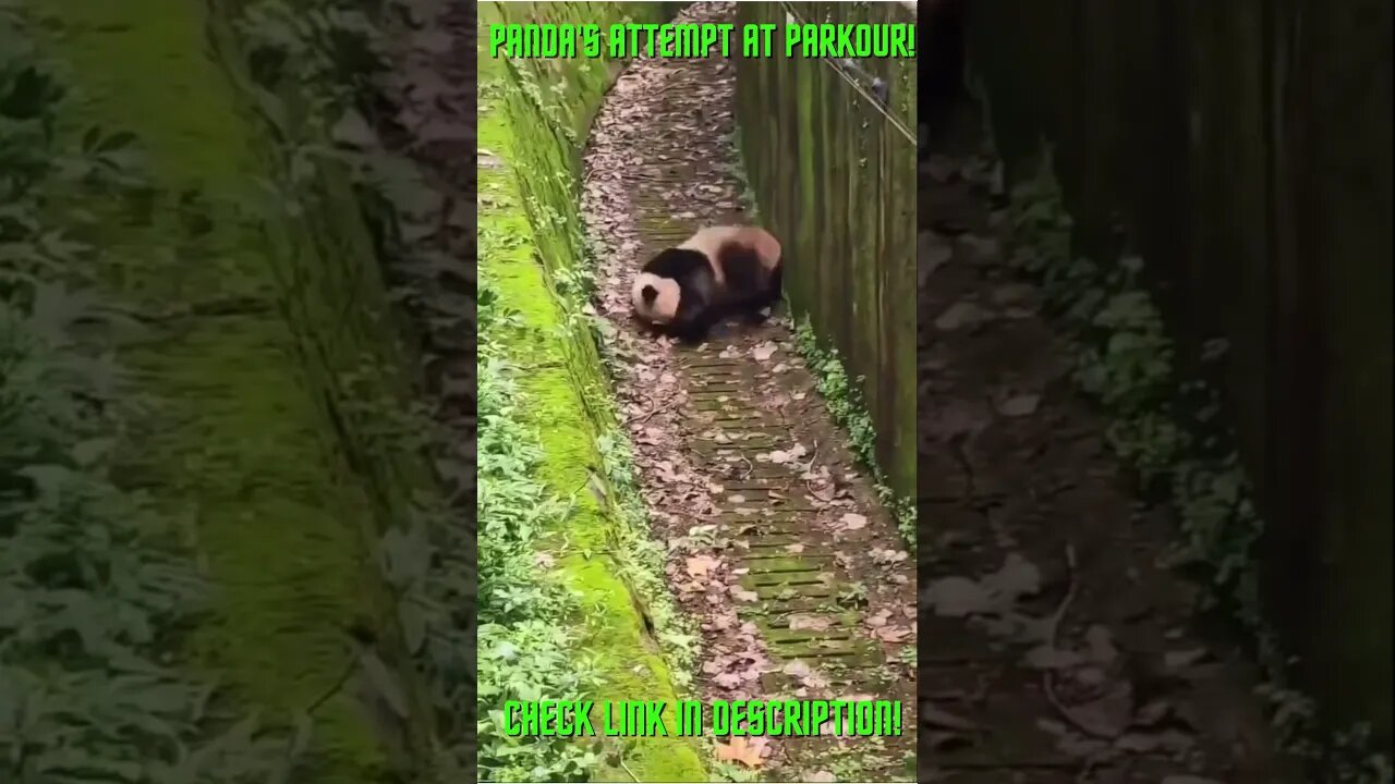 Panda's Attempt at Parkour! #Shorts #YoutubeShorts #ExtremeSports #Panda #PandaBear #Parkour #LOL