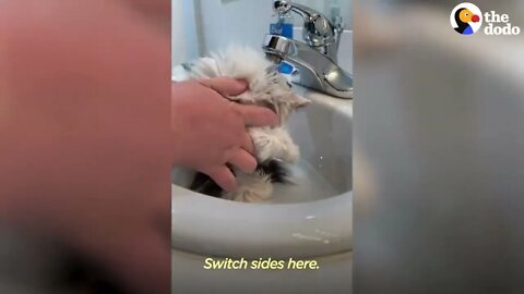 Giving A Hissing Feral Kitten A Bath And This Happens... | The Dodo Faith = Restored