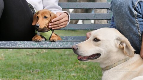 Two dogs resting with their owners on a park bench