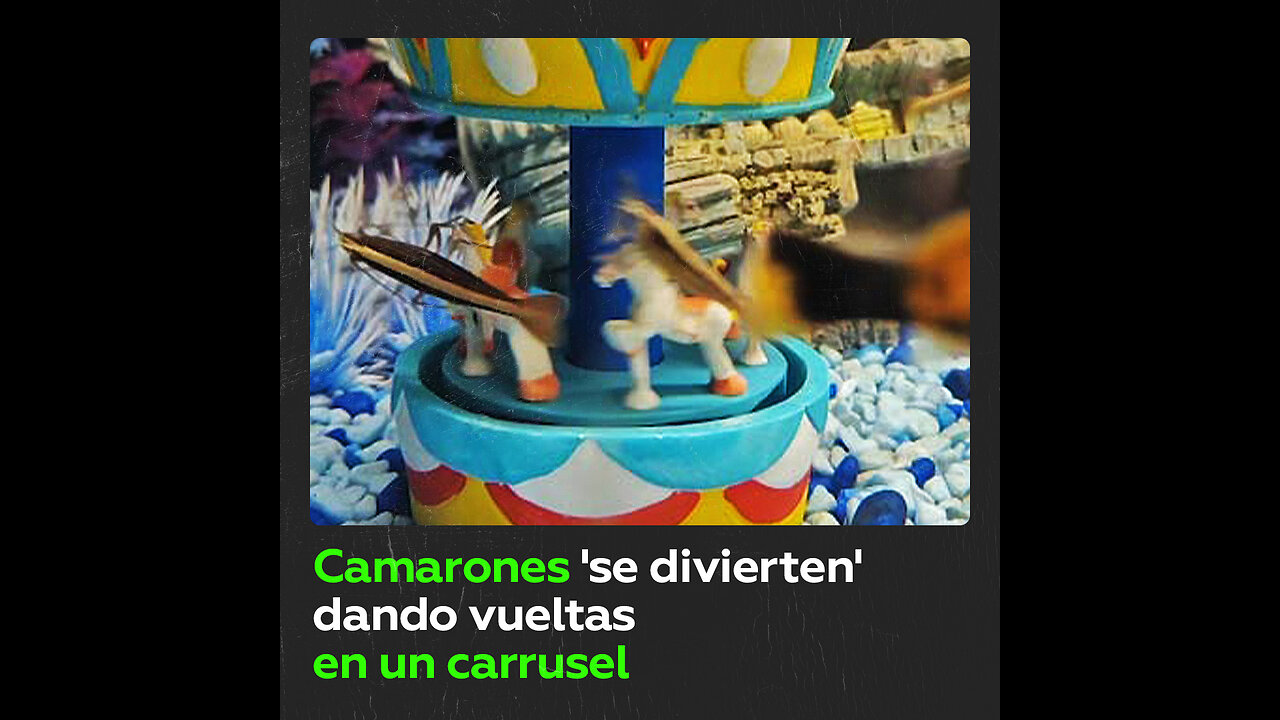 Fiesta surrealista: Camarones ‘lo pasan genial’ en un carrusel