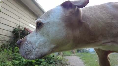 Following Old Ivan the Dog and Lexi the Catio Cat Around a Tennessee Farm (4K HD ASMR)