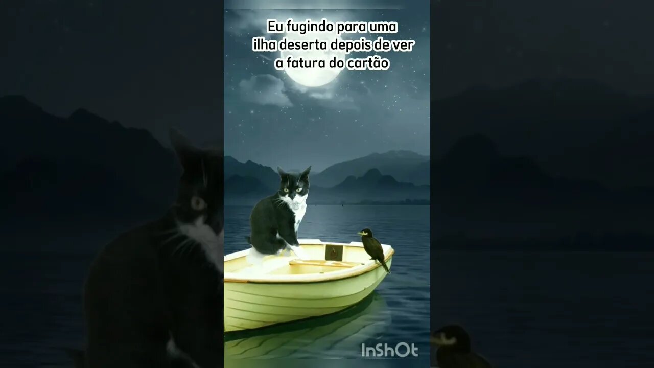 Gatinho Bartolomeu Tunico andando de barco. Gato andando de navio. 😸😸