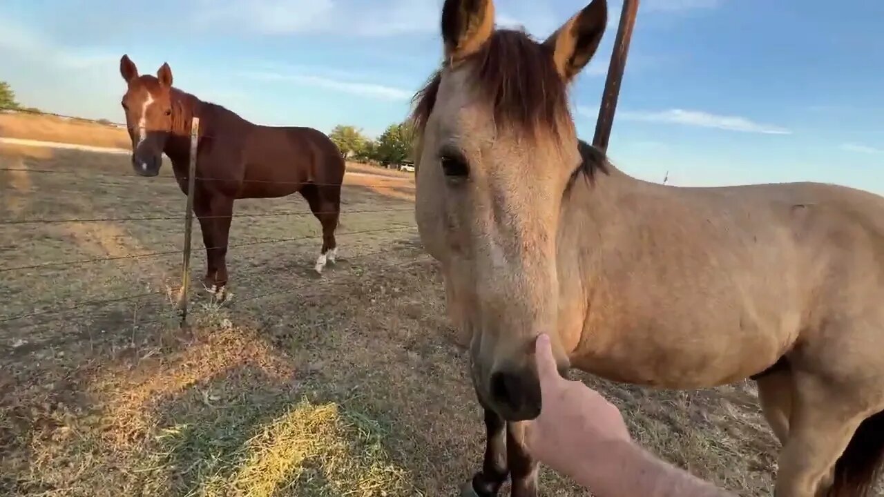 Morning Feeding The Horses & Walk and Talk