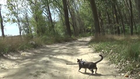 Kitten Travels Through Forest near a River