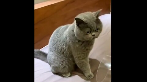 CAT GETS INSIDE TUBE