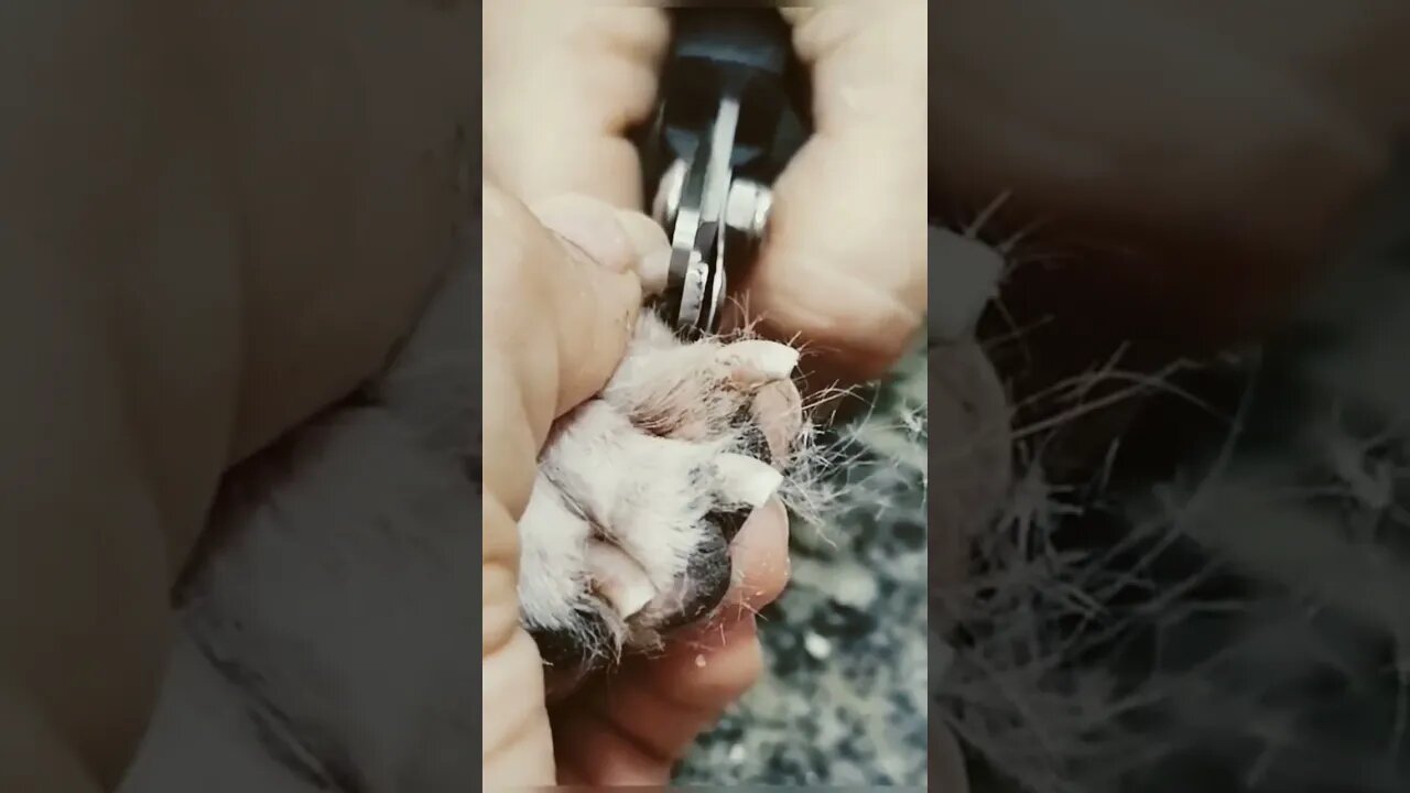 Dica para cortas unhas gato veterinĂ¡ria Paloma nicacio