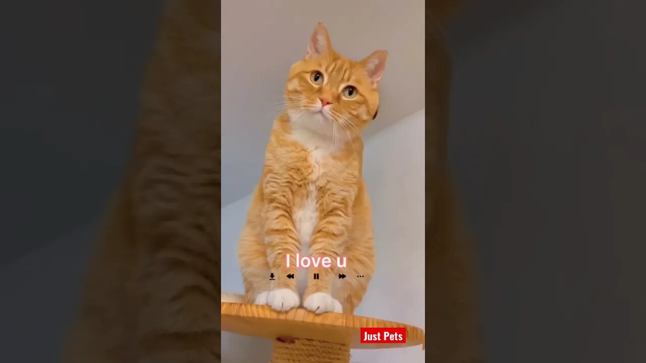 Aww super cute #cute #tiktok #funnyanimals #funnyvideos #cat