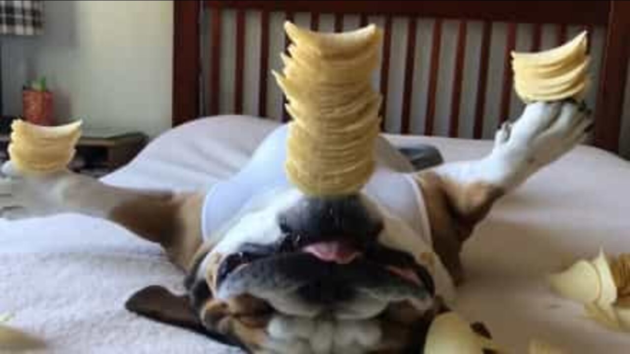 The bulldog with the most amazing balance ever!