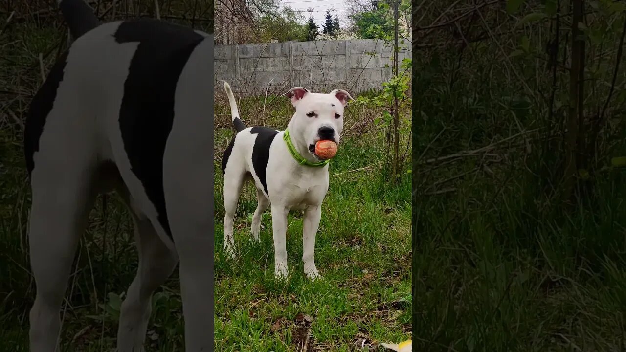 We went out to play early because today we're waiting for the rain to start #shortvideo #amstaff#fy