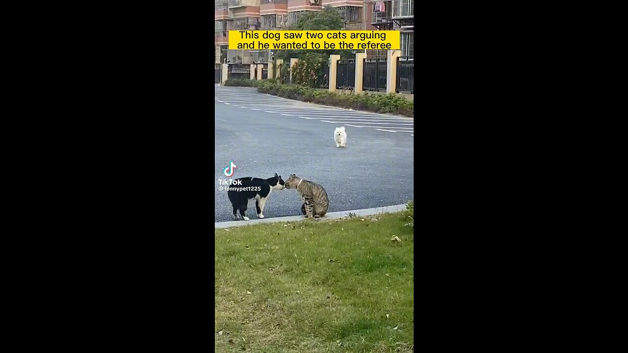 This dog saw two cats arguing and he wanted te be the referee