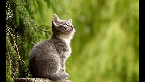 The beauty of the cat in nature