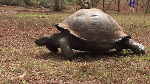 Giant Tortoise Walking on the Galapagos #Shorts