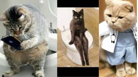 funny cats part 1 |rumble |usa
