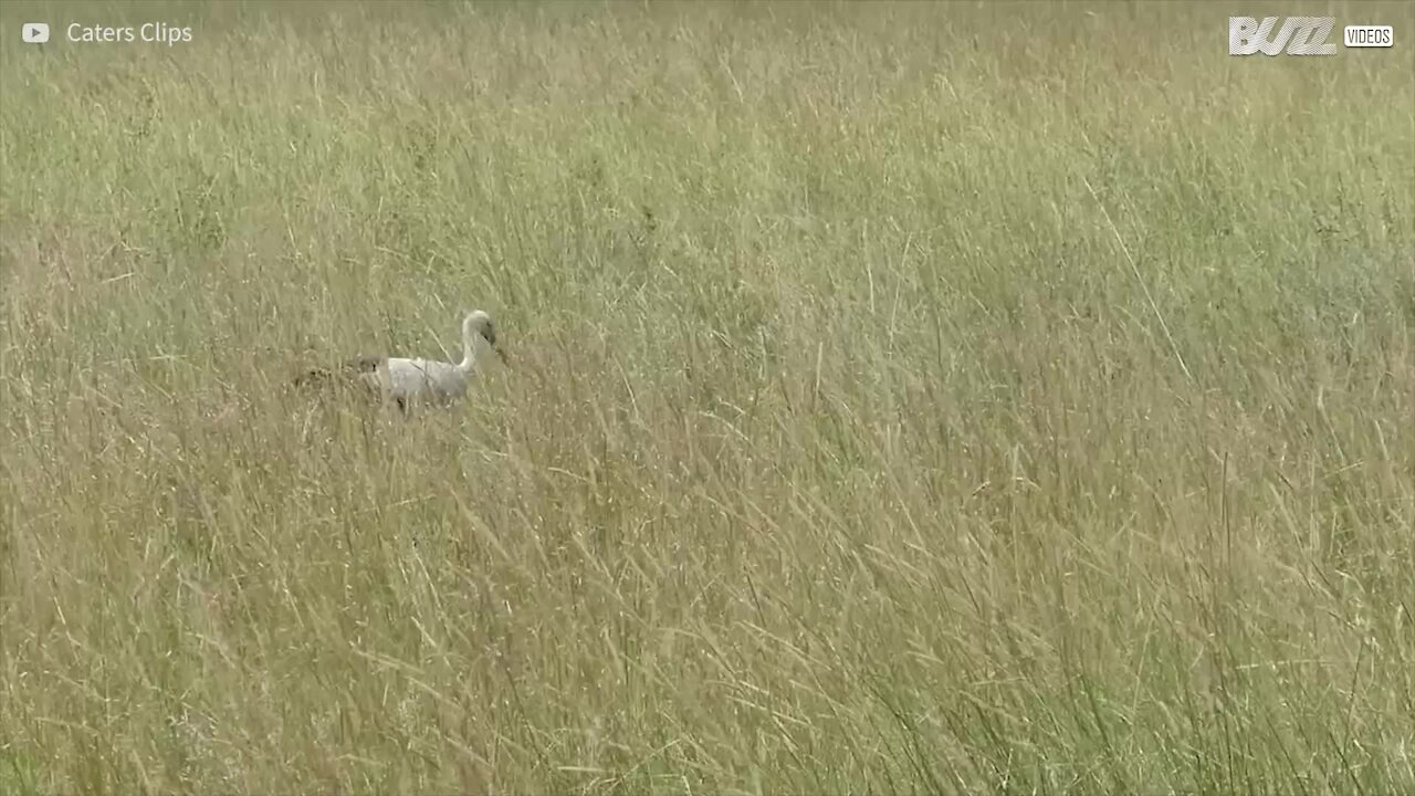 Uccello scappa miracolosamente dall'attacco di un leopardo