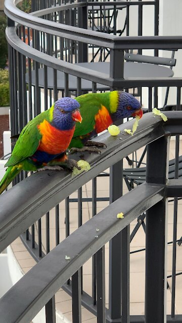 Rainbow Lorikeets