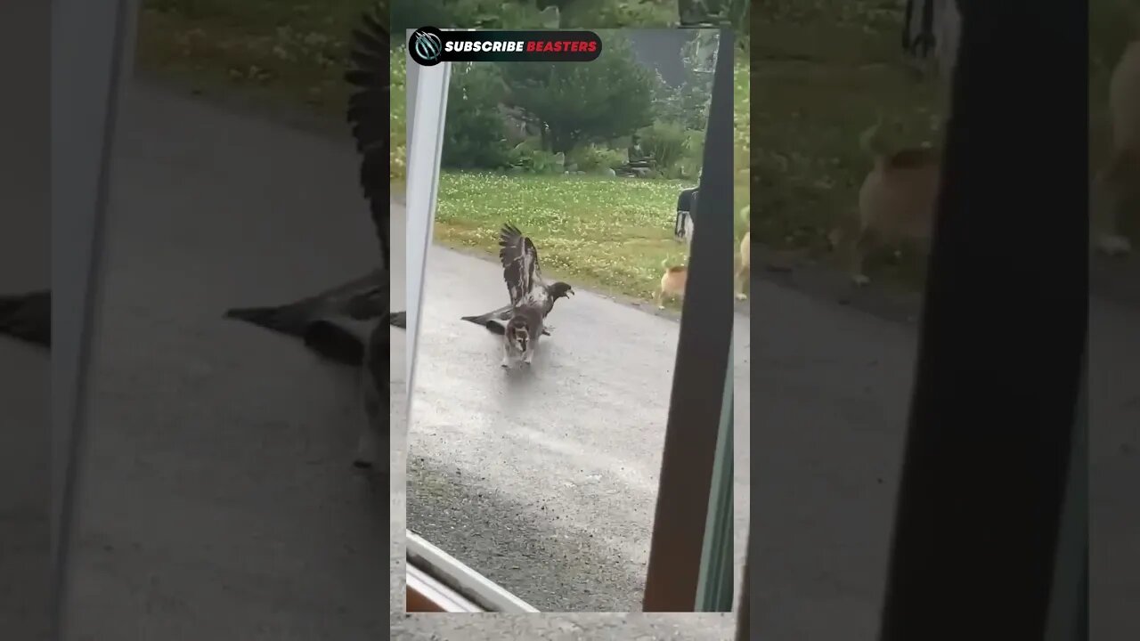 Alaskan dog protects sister from eagle attack