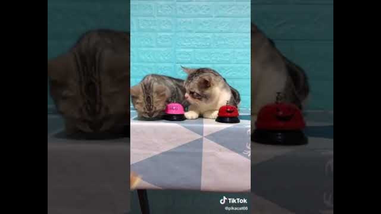 Lovely Cat, black cat, cats, funny cats, funny cat videos - Trust Funny Animals #2