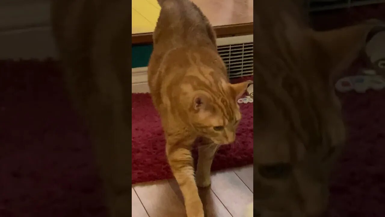 Looking for attention, listen to me #gingercat #shorts #meow