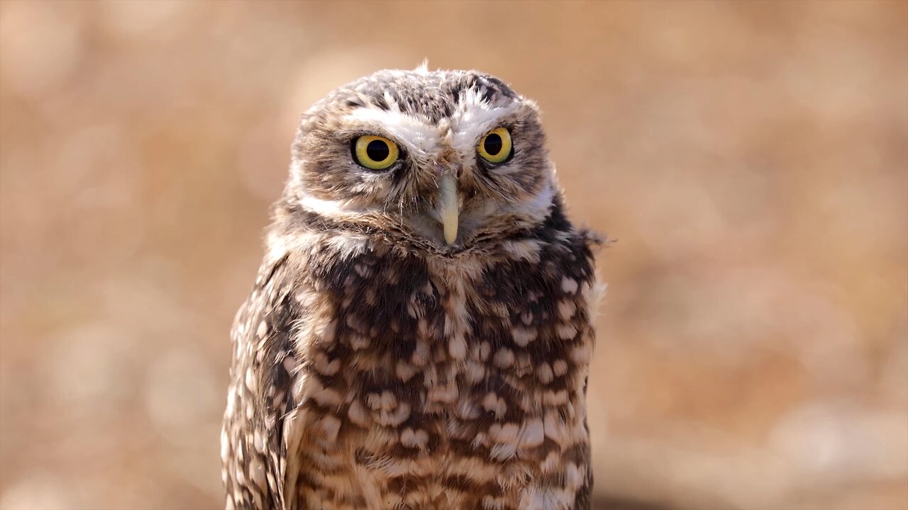 "The Silent Hunters: Unveiling the Secrets of Owls"