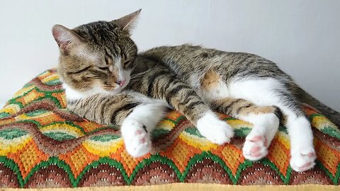 Cat Jumps Down from His Pillow