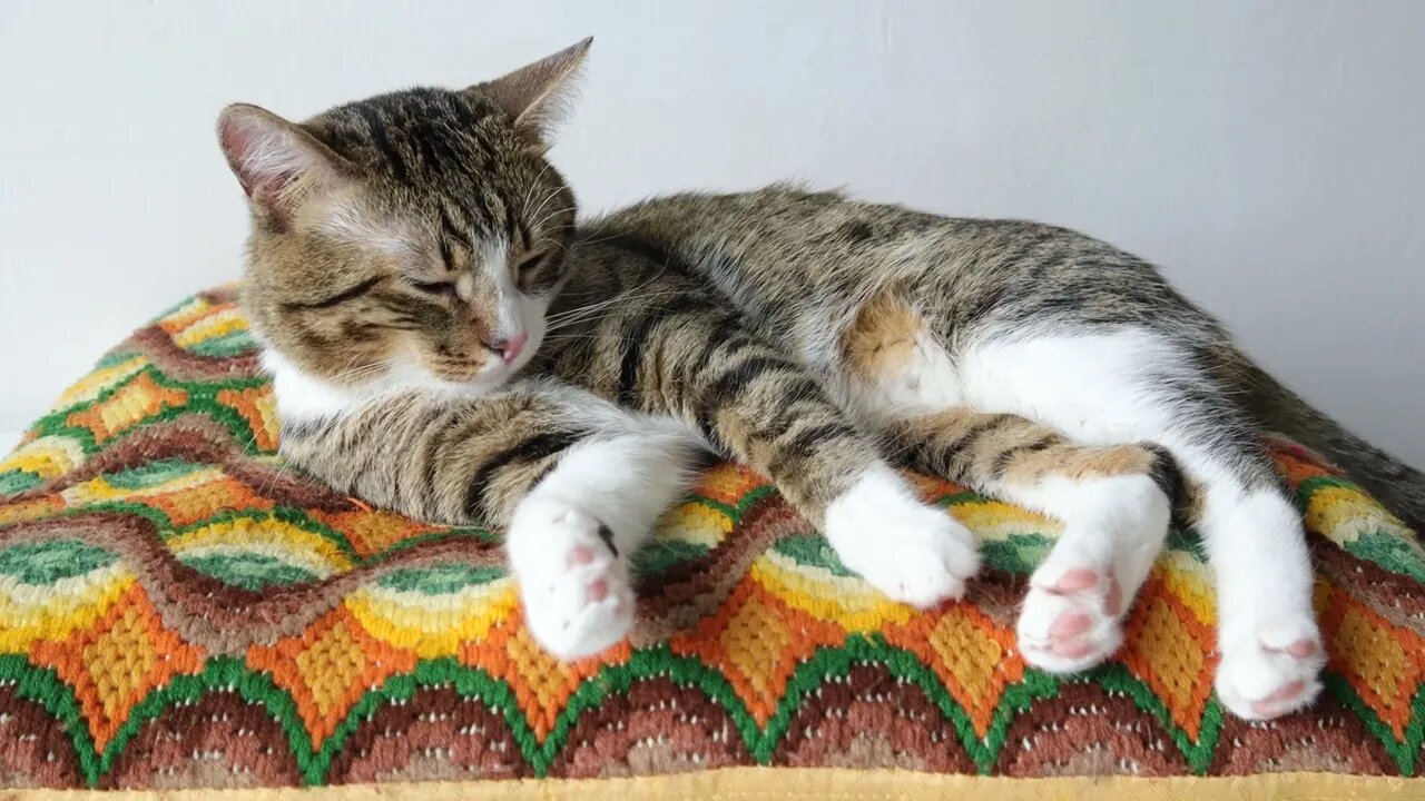 Cat Jumps Down from His Pillow