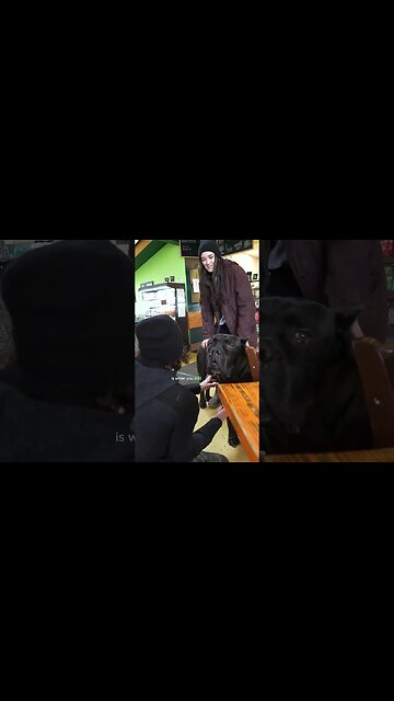 Cane Corso Temperament #shorts #dog
