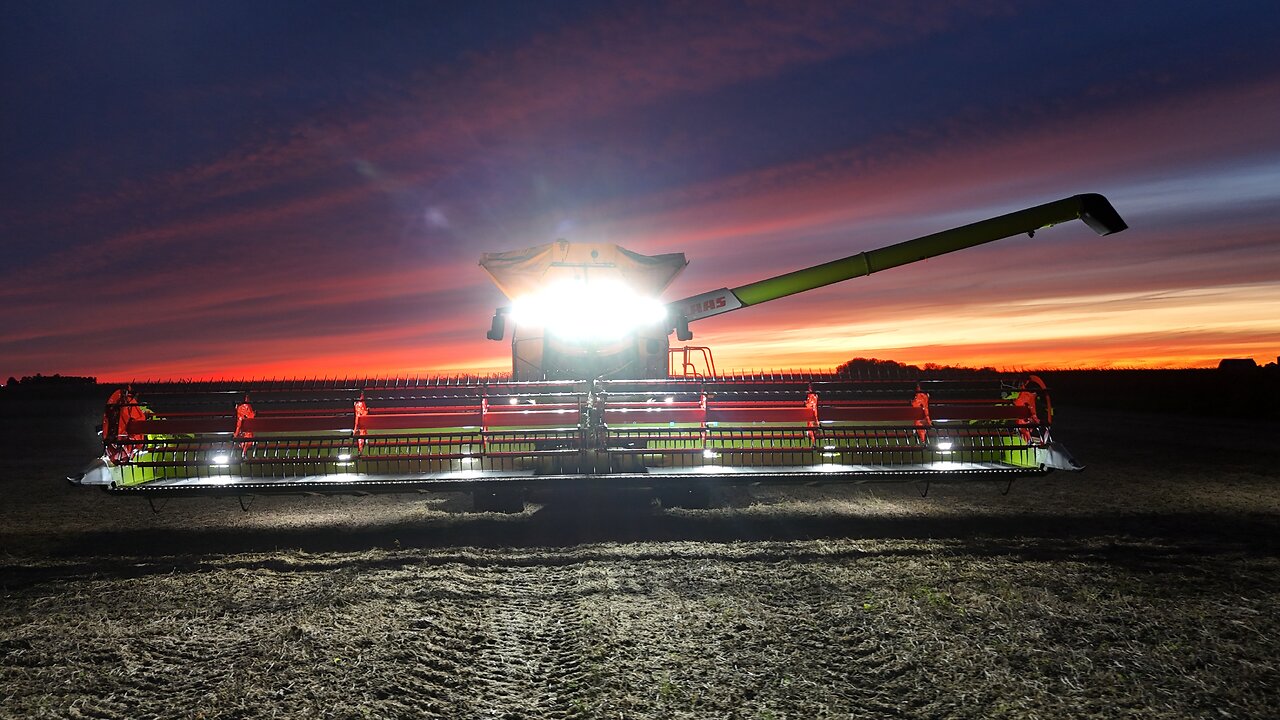 Bean Harvest of 2024