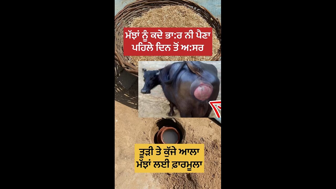 buffalo 🦬