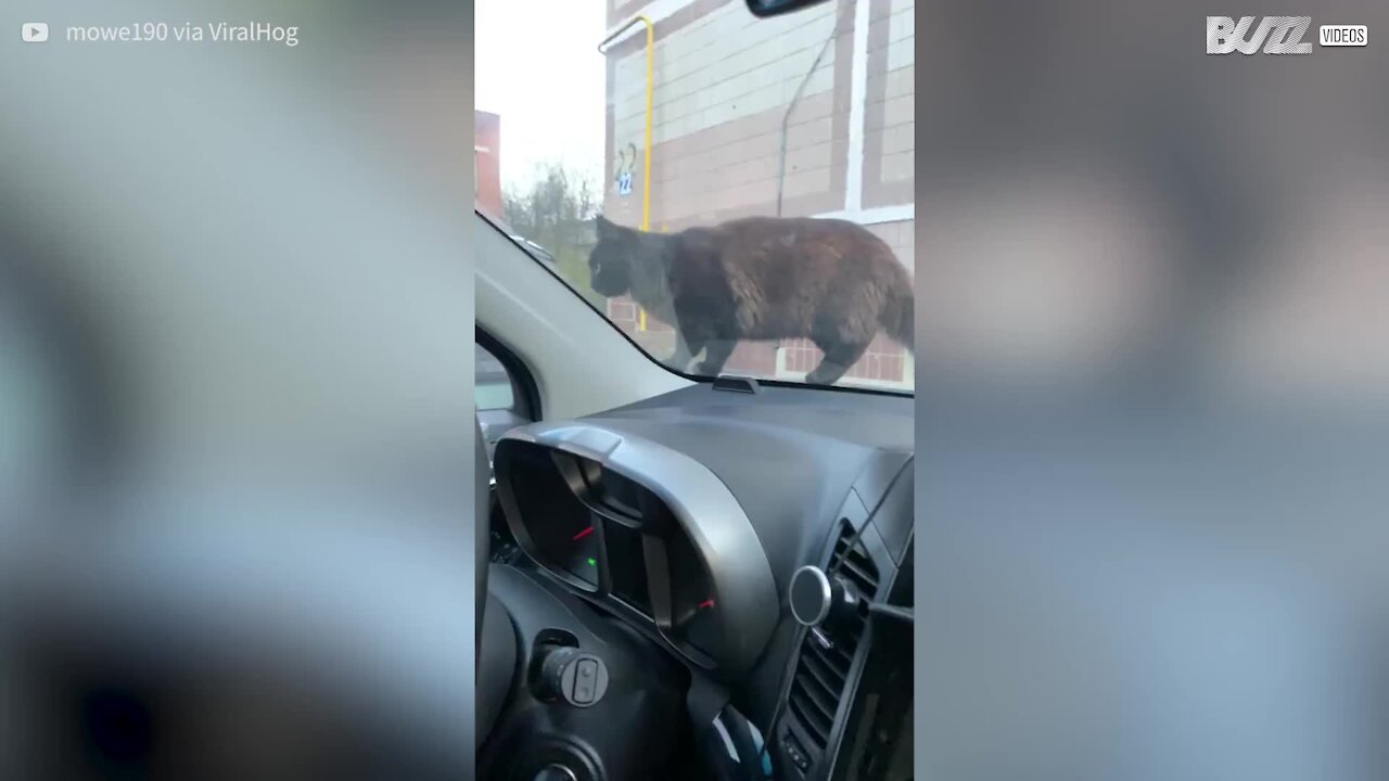 Ce chat sursaute mais refuse de prendre la fuite !