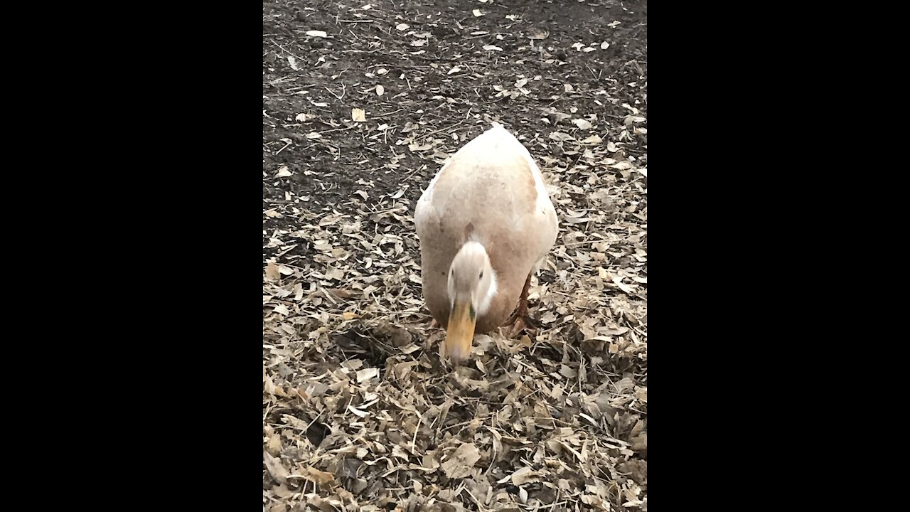 Ducks v. Peas