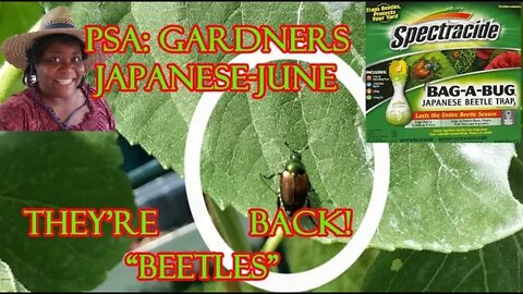 The Beetles Are Back! - 22Jun2022