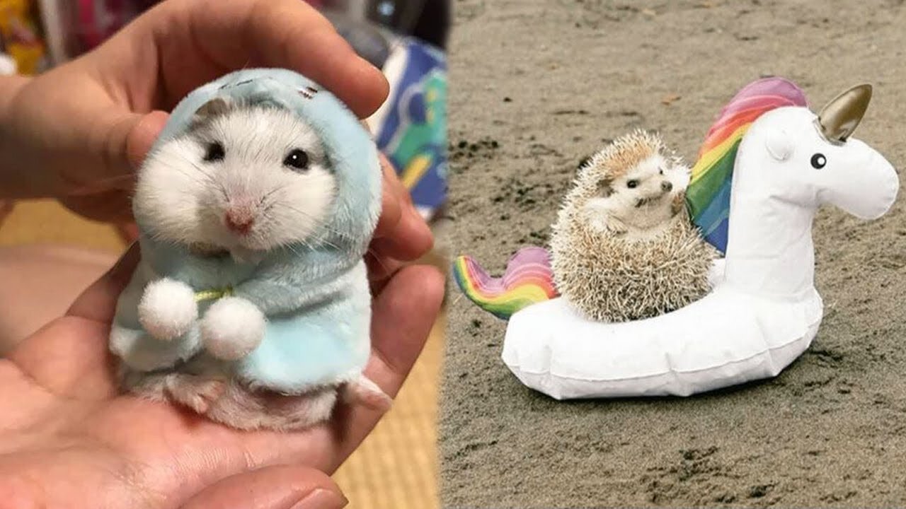 CUTE! Tik Toks Hilarious Pets That Will Make Your Day Better 😍