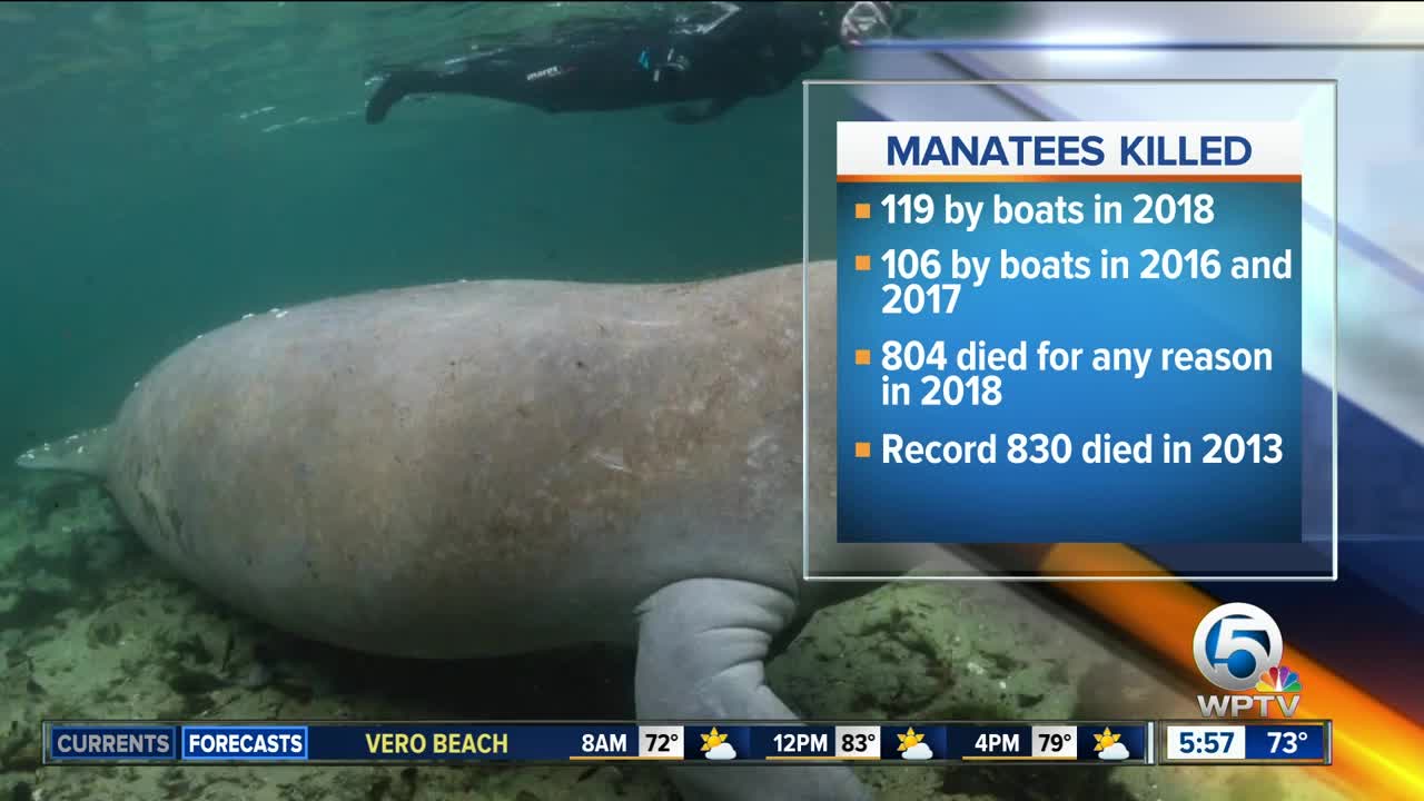 Record number of Florida manatees killed by boaters