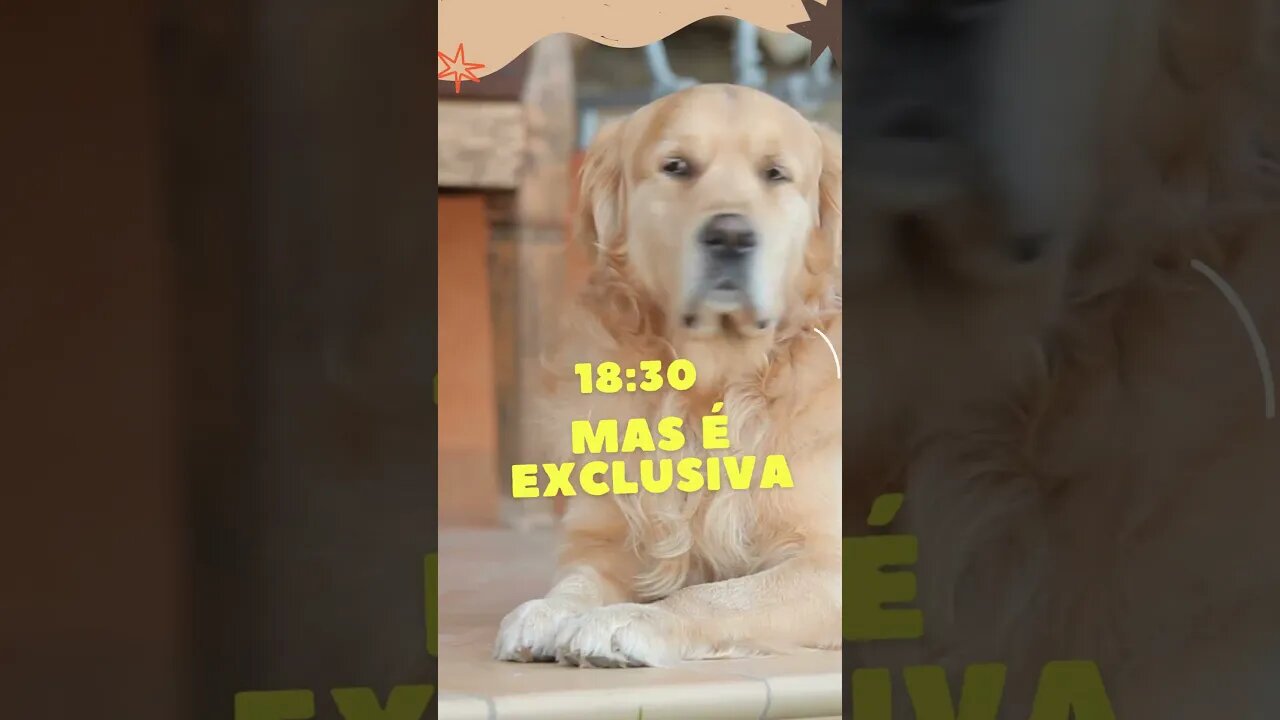 🔴 WHATSAPP EM MASSA - LIVE EXCLUSIVA - SOFTWARE AO VIVO