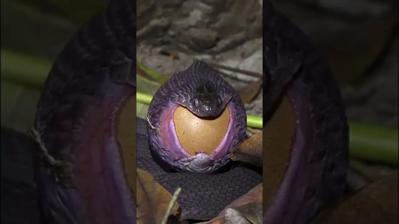 The Amazing EGG EATING Snake! 🥚🐍