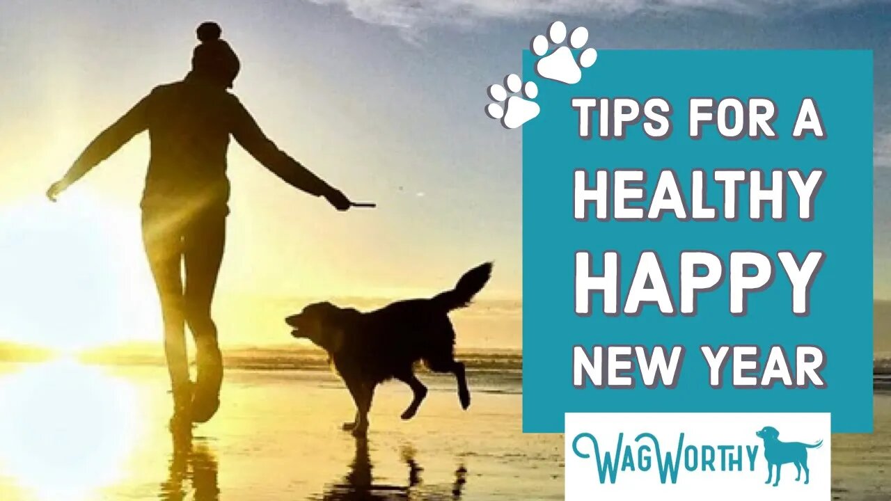 8 Tips for Your Pups Healthy New Year with Jane Bernard of WagWorthy Naturals