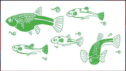 Native fish returns to Tucson: the Topminnow found in Santa Cruz River