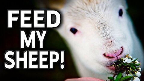 Commands of Yeshua 45 "Feed my sheep!"