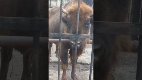 Some giant buffalo trying to get my attention