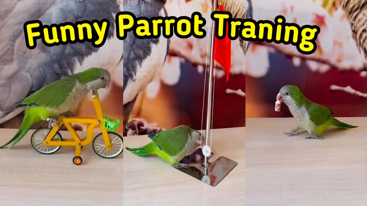 Funny Parrot Traning vedio got viral !!